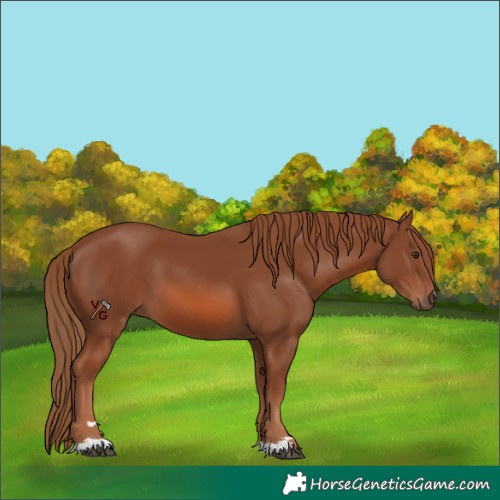 Horse Color:Unknown 