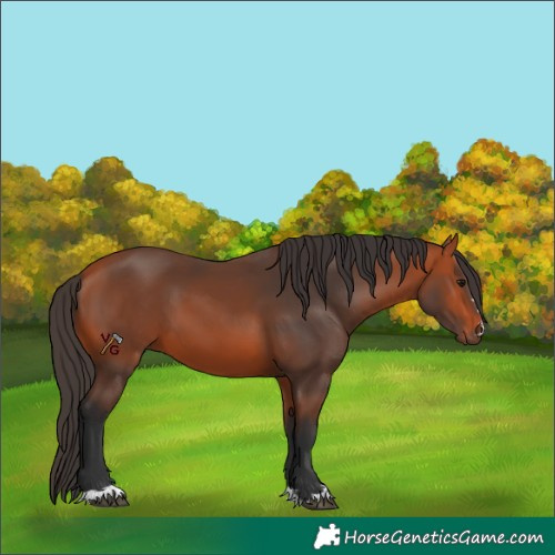 Horse Color:Unknown
