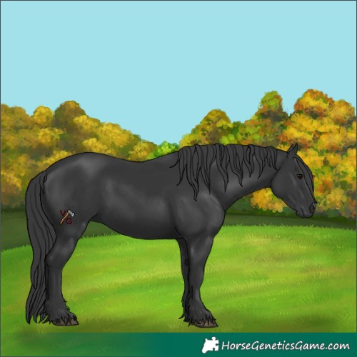Horse Color:Unknown 