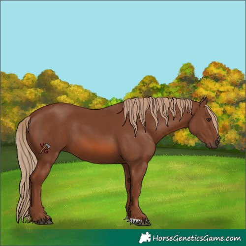 Horse Color:Unknown 