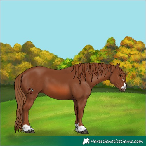 Horse Color:Unknown 