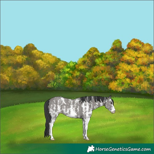 Horse Color:Grullo Sabino Appaloosa 