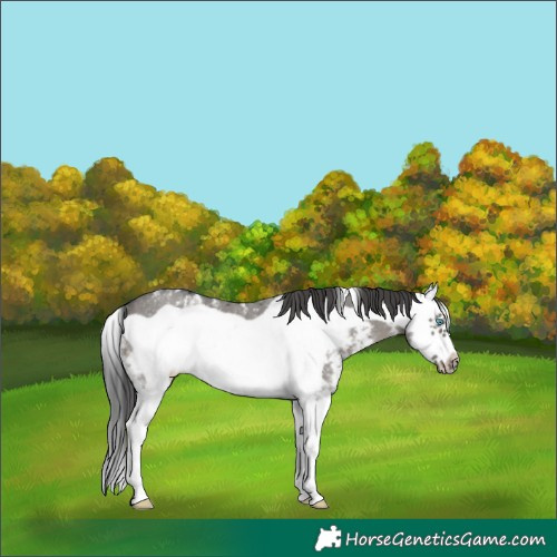Horse Color:Grullo Sabino Splash Frame Appaloosa Rabicano