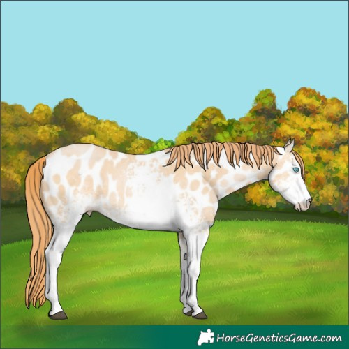 Horse Color:White Spotted Buckskin Pearl Near Leopard 