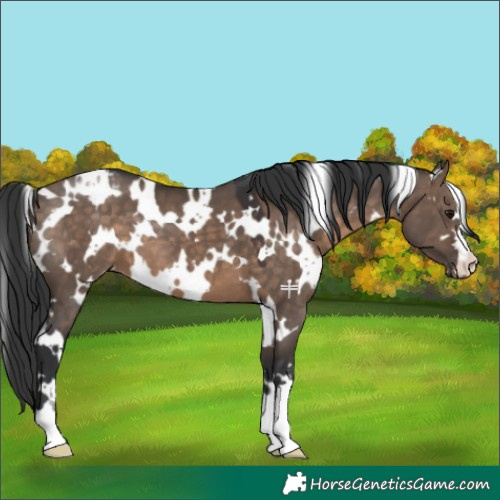Horse Color:White Spotted Brown Dun Appaloosa