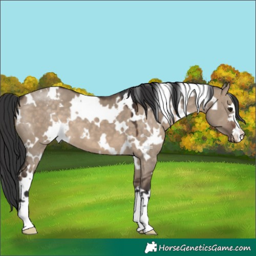 Horse Color:White Spotted Brown Dun Varnish 