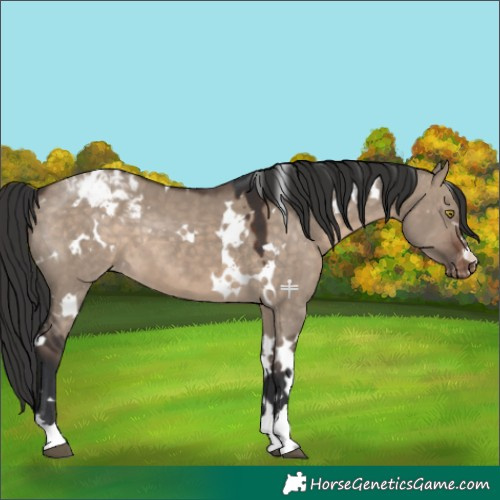 Horse Color:White Spotted Brown Dun Appaloosa