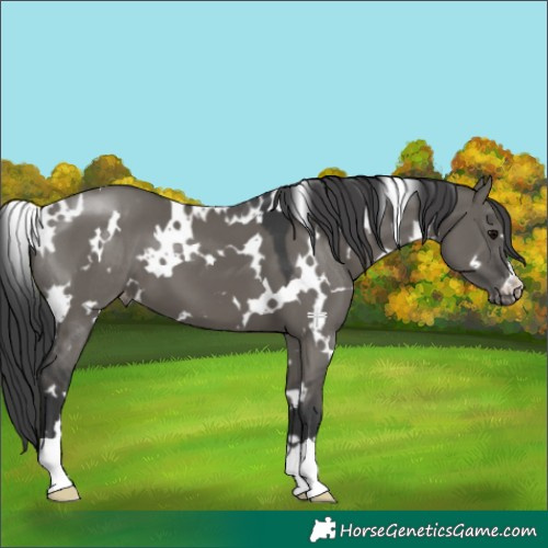 Horse Color:White Spotted Grullo Varnish 