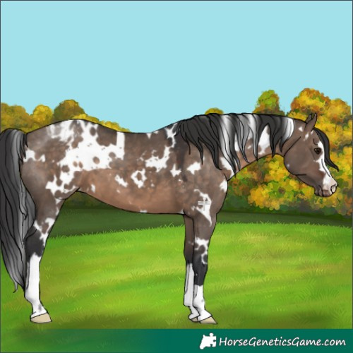 Horse Color:White Spotted Brown Dun Appaloosa