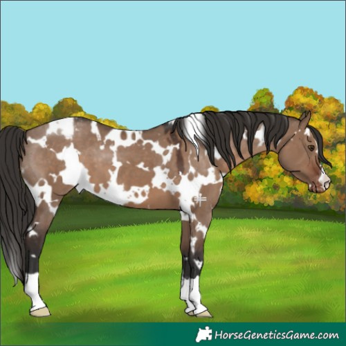 Horse Color:White Spotted Liver Red Dun Varnish 