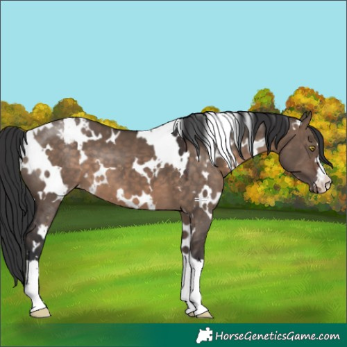 Horse Color:White Spotted Brown Dun Appaloosa 