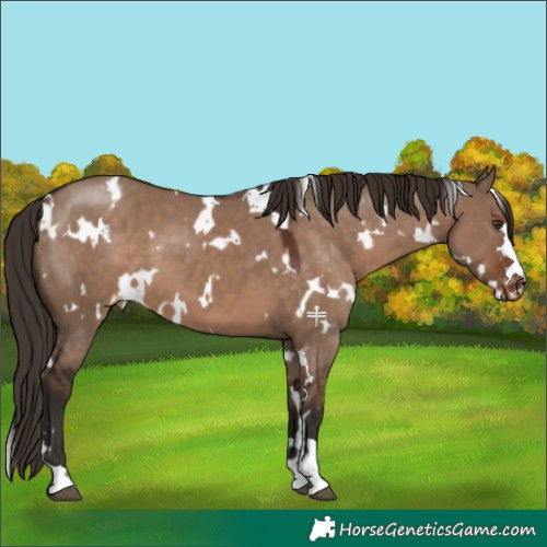 Horse Color:White Spotted Liver Red Dun Varnish 