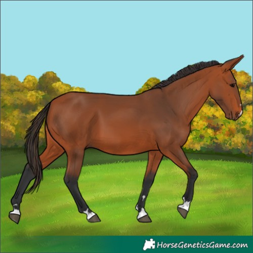 Horse Color:Bay 