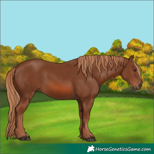 Horse Color:Chestnut 