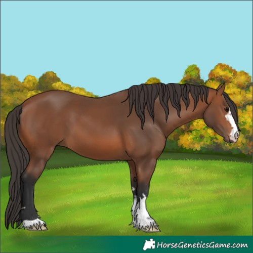Horse Color:Bay 
