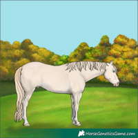 Horse Color:Perlino