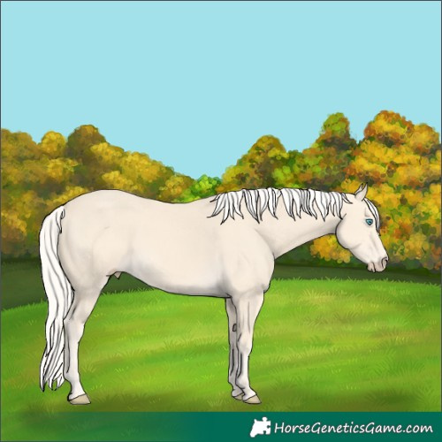Horse Color:Cremello 