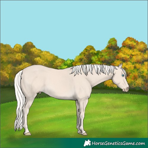 Horse Color:Cremello