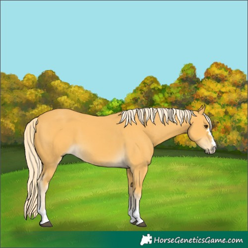 Horse Color:Palomino 