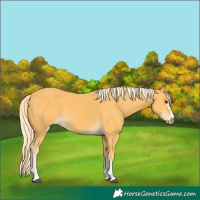 Horse Color:Palomino