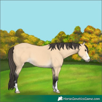 Horse Color:Buckskin 