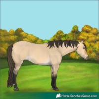 Horse Color:Buckskin Dun