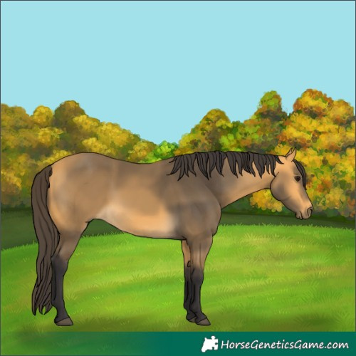 Horse Color:Buckskin 