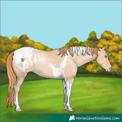 Horse Color:Smoky Black Pearl Tobiano Blanket 