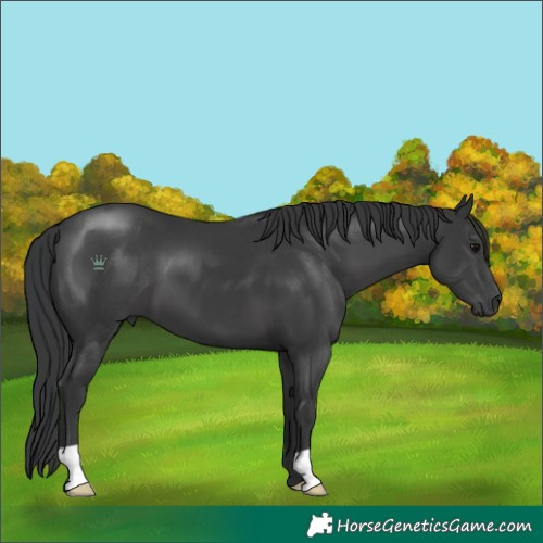 Horse Color:Black 