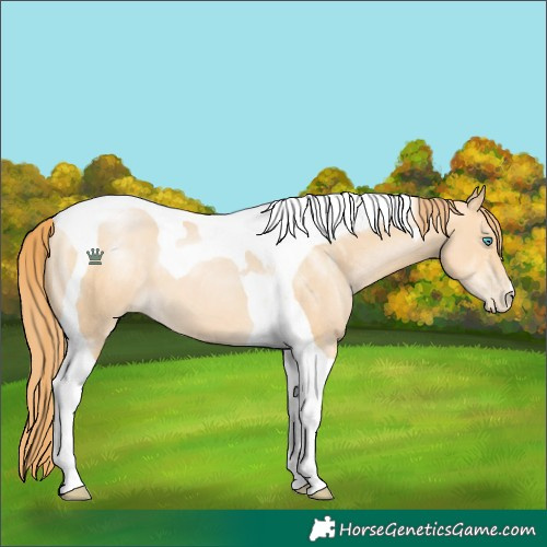 Horse Color:Buckskin Pearl Tobiano 