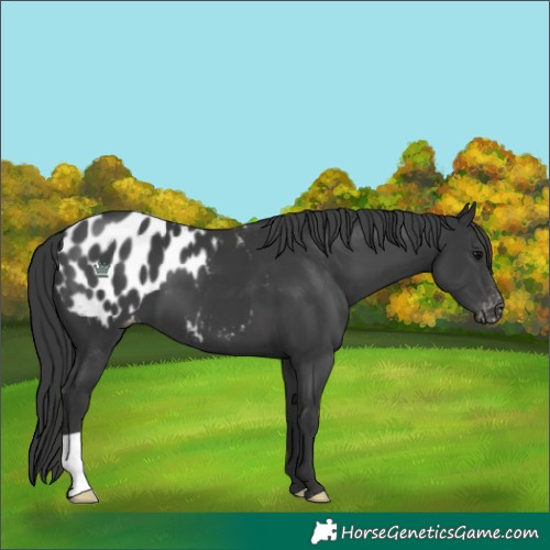 Horse Color:Black Blanket 