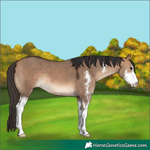 Horse Color:Bay Dun Sabino