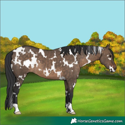 Horse Color:White Spotted Brown Dun 