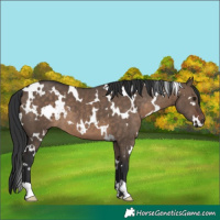 Horse Color:White Spotted Brown Dun 
