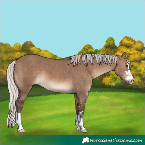 Horse Color:Silver Brown Dun 