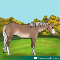 Horse Color:Silver Brown Dun