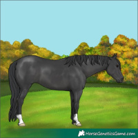 Horse Color:Black 