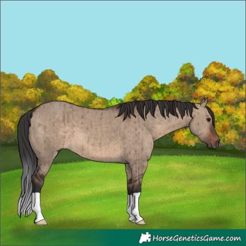 Horse Color:Brown Dun Brindle