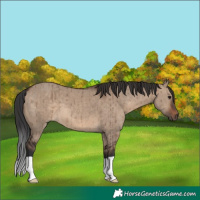 Horse Color:Brown Dun Brindle
