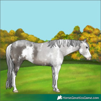 Horse Color:Grullo Sabino