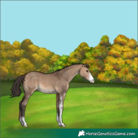 Horse Color:Bay Dun Sabino