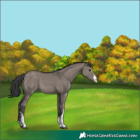 Horse Color:Grullo Sabino