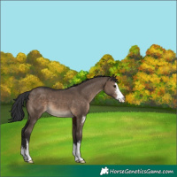 Horse Color:Brown Dun Sabino 