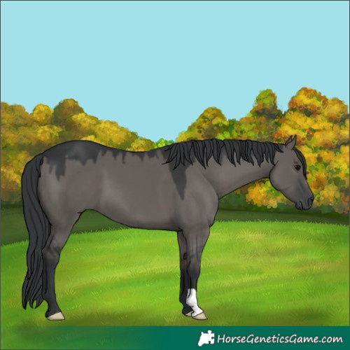 Horse Color:Grullo 