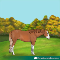 Horse Color:Chestnut Splash