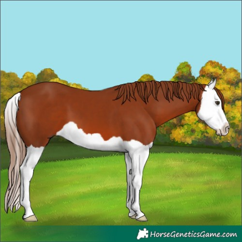 Horse Color:Chestnut Splash 