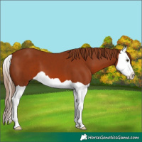 Horse Color:Chestnut Splash 