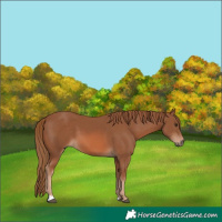 Horse Color:Chestnut 