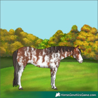Horse Color:Bay Sabino