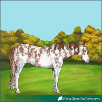 Horse Color:Chestnut Sabino Splash